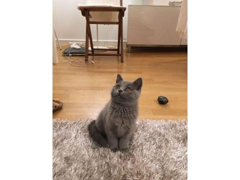 British shorthair blue bebekler