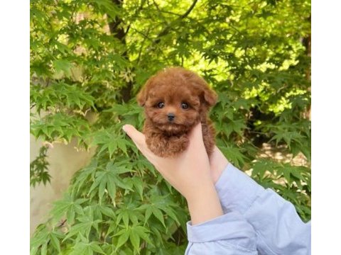 Toy poodle yavru bebekler
