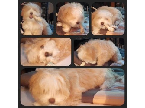Maltipoo 6 aylık yavru