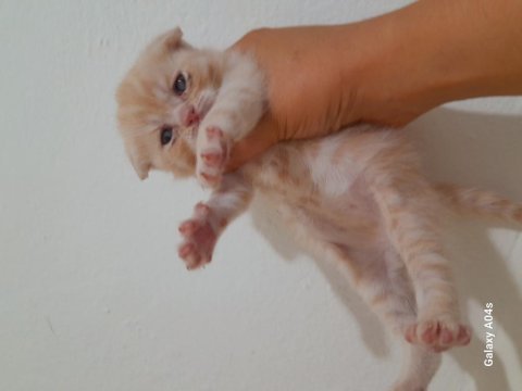 Yavru scottish fold