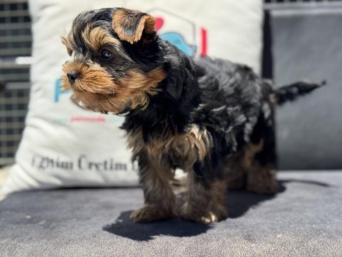 Petmode köpek çiftliğinden tea cup yorkshire terrier