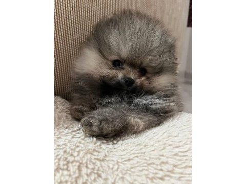 Evde büyümüş pomeranian yavruları