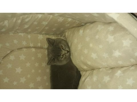 British shorthair kedimiz
