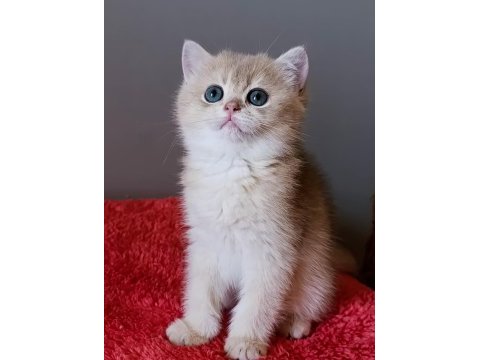 Blue golden dişi yavru british shorthair