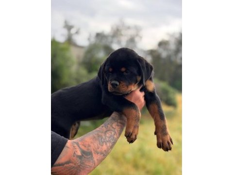 Şecereli muhteşem erkek rottweiler yavrular
