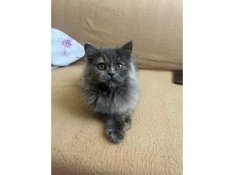 British longhair kedimiz 3 aylık