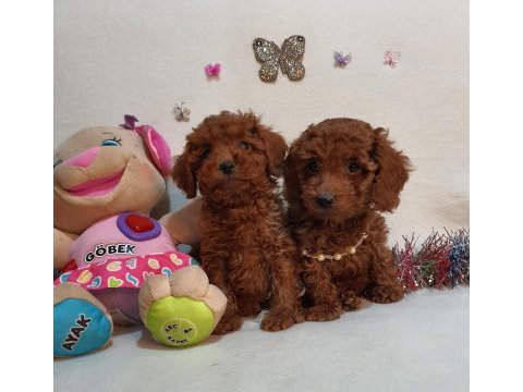 Irk ve sağlık garantili anne altından poodle yavrular