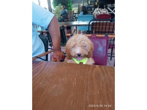 Acil sahiplendirme köpeğimiz