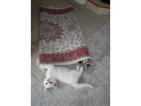 10 ağustos itibariyle 60 günlük british shorthair yavrular