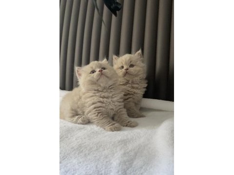 British shorthair kızlarım (cinnamon fawn ve lilac)
