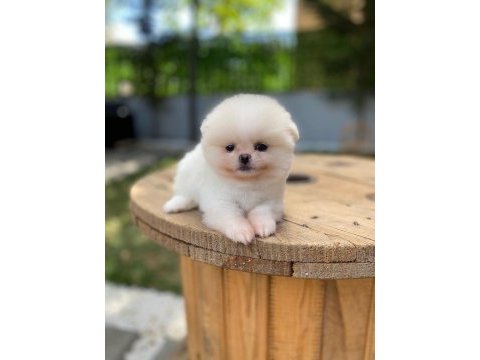 Pomeranian boo ayı surat garantili şirinlerimiz