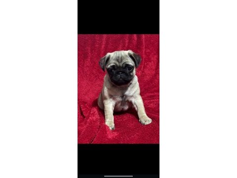 Pug ırkının en iyilerini isteyenlere
