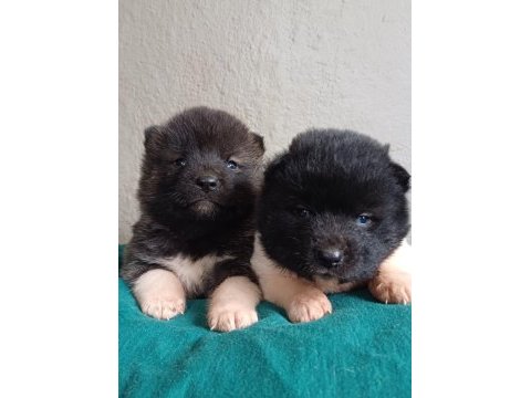 Sağlıklı mükemmel akita yavrularımız