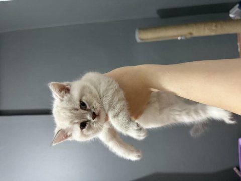 Blue point ve lynx point british shorthair