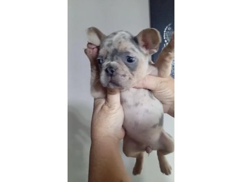 French bulldog köpeği blue merle tan isabella carrier