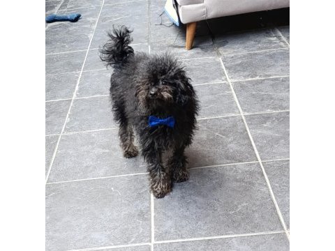 Mama karşılığı erkek toy poodle