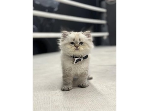 Baby face chinchilla orjinal yavrumuz