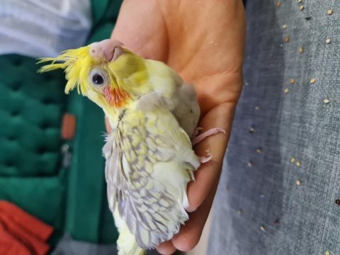 Henüz 1 aylık sultan papağanı ele alıştırmalık yavru 4 adet