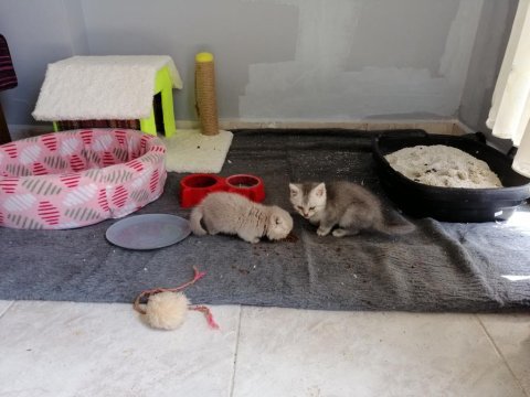 Bebek british shorthair yavrularım