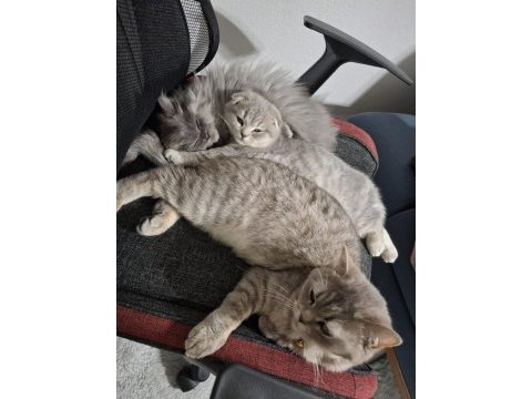 British shorthair yavrumuza yuva arıyoruz