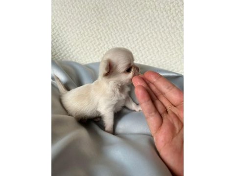 Mini mini chihuahua bebişler
