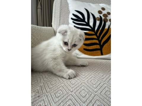 Scottish fold beyaz