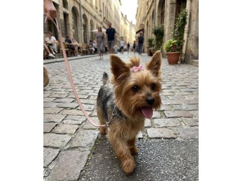Çok sevecen akıllı prenses köpeğimiz