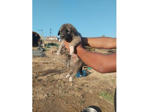 Bozkırın yavru köpekleri