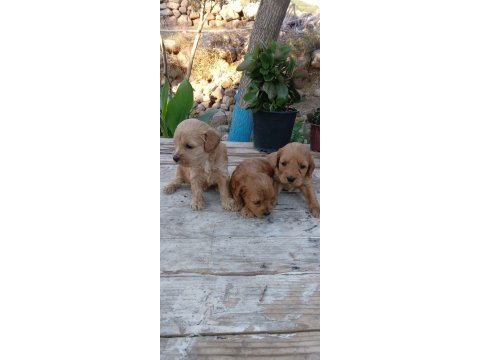 Cocker a kalite uygun geldi