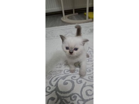 British shorthair yavrumuz