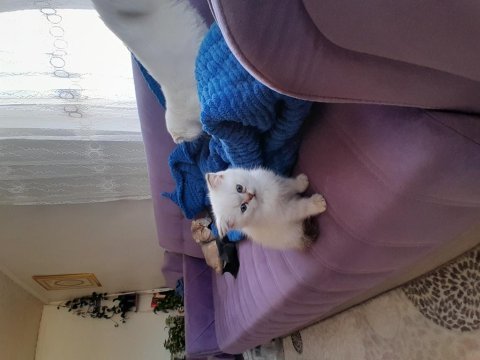British shorthair erkek golden point