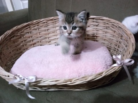 British longhair pamuk şekerler yeni ailelerini bekliyor
