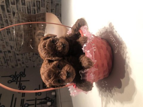 Safkan toy boy poodle red brown yavru