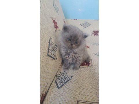 Oyuncu uysal yumak kedimiz yeni yuvasını arıyor