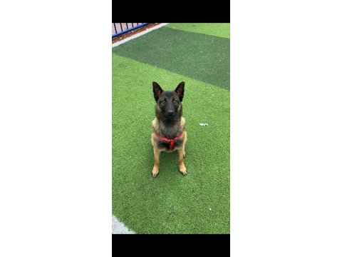 Eğitimli yavru siyah kafa siyah göğüs yeleli malinois