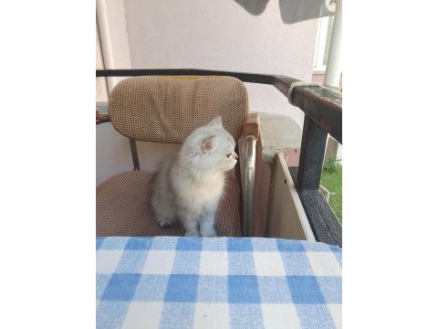 British longhair güzel kızımız