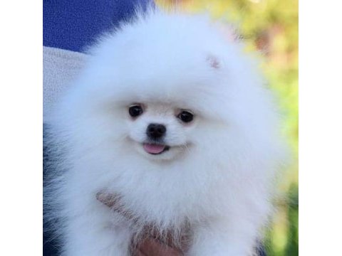 Teddy bear pomeranian yavruları