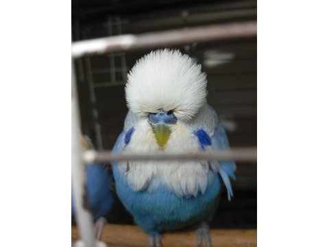 Şov jumbo muhabbet kuşu