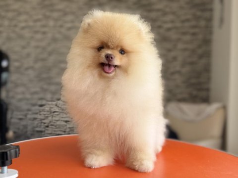 Petmode köpek çiftliğinden sçr li pomeranian boo