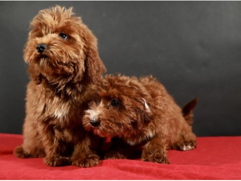 14 şubat doğumlu maltipoo yavrularım