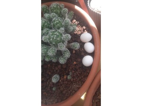Çiftleştirmek üzere erkek sevda papağanı aranıyor