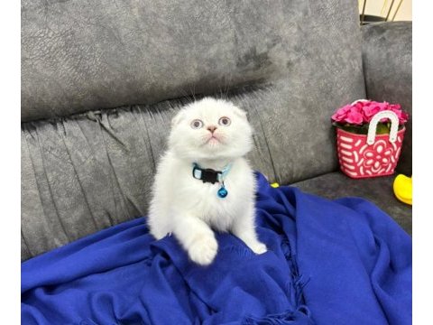 British shorthair scottish fold ücretli sahiplendirme