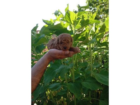 Toy ve mini boy poodle yavrularımız renk renk