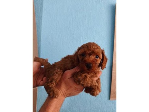 Toy poodle yavrular ırk sağlık garantili