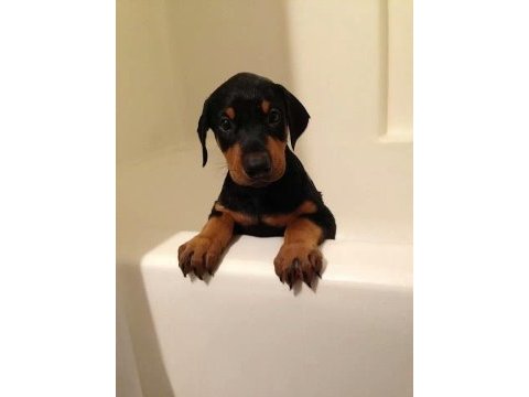 Irk garantili erkek dişi safkan doberman yavrular