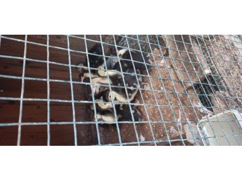 Yeni çıkan ördek civcivleri her ile gönderim yapılır