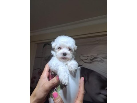 0 boy maltese terrier
