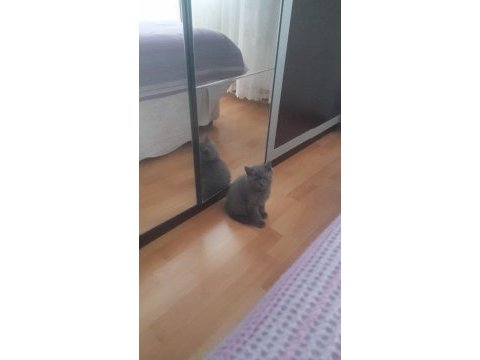 İki kardeş british shorthair