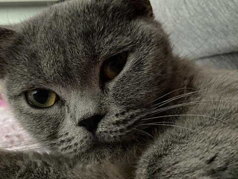 British shorthair kedimiz istanbul