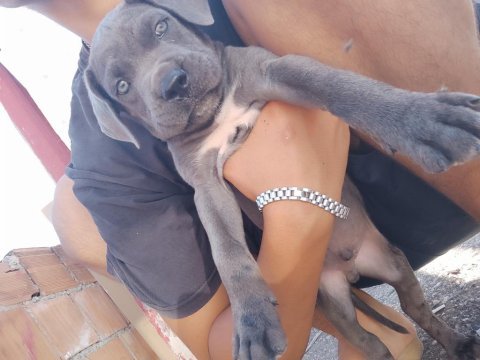 Cane corso blue 2 aylık renkli göz erkek